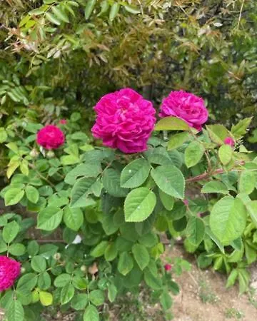 Mylofou Vakantiehuis